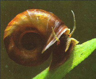 ramshorn.jpg