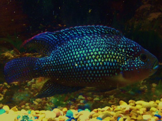 New Fish Pics 2010 001.JPG