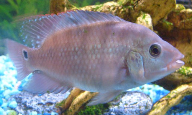 New Fish Pics 2010 007.JPG