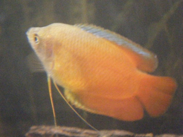 DSCF0448.JPG