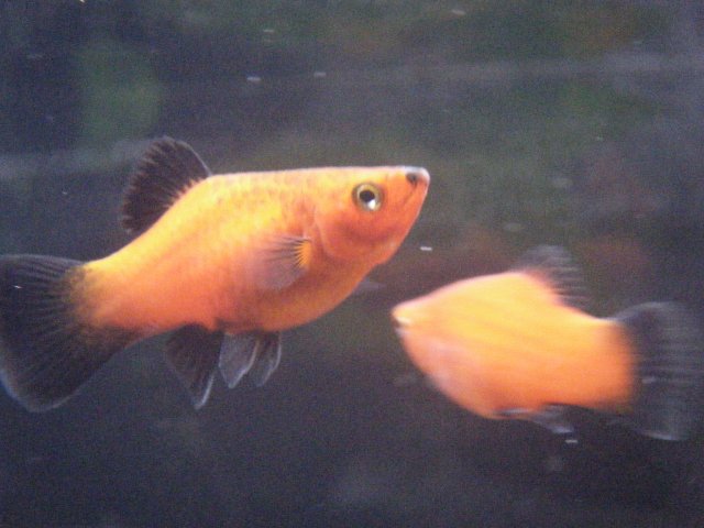DSCF0349.JPG