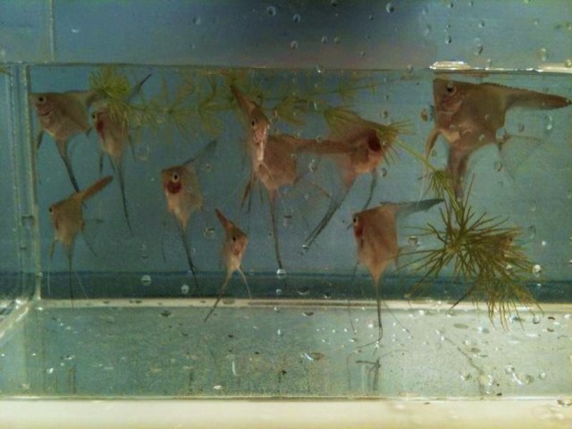 angelfish11.jpg angelfish11.jpg