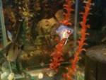 angelfish3.jpg