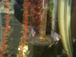 angelfish2.jpg angelfish2.jpg