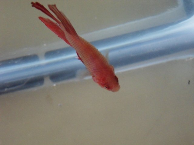 Betta pineconing.jpg