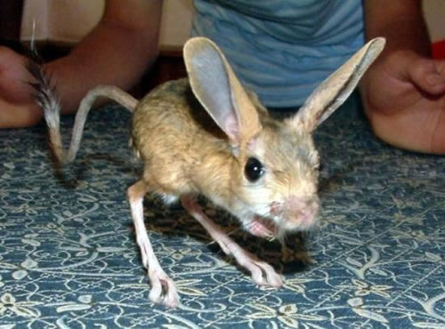 jerboa.jpg