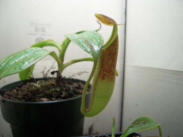 n. copelandii_side.JPG