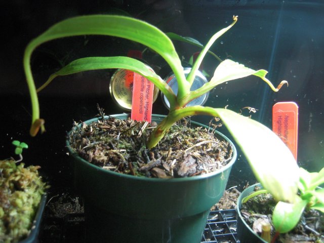 nepenthes copelandii.JPG