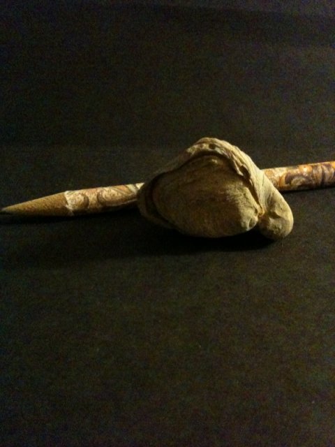 Snail fossil 3.jpg