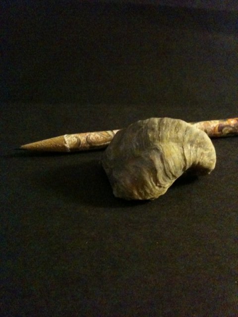 Snail Fossil 4.jpg