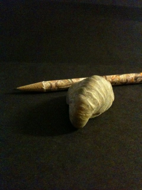 Snail Fossil 5.jpg