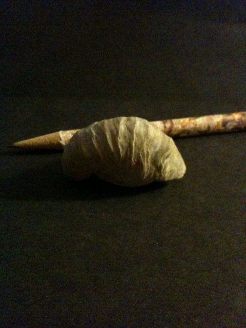 Snail Fossil 6.jpg
