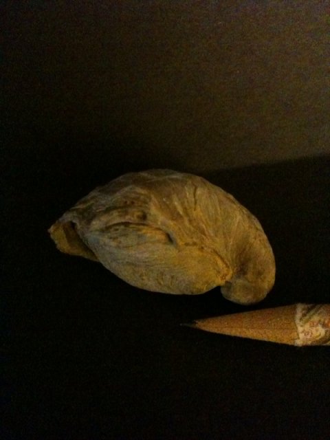 Snail Fossil 7.jpg