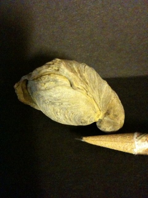 Snail Fossil 8.jpg