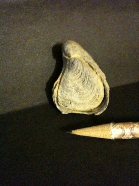Snail Fossil 9.jpg