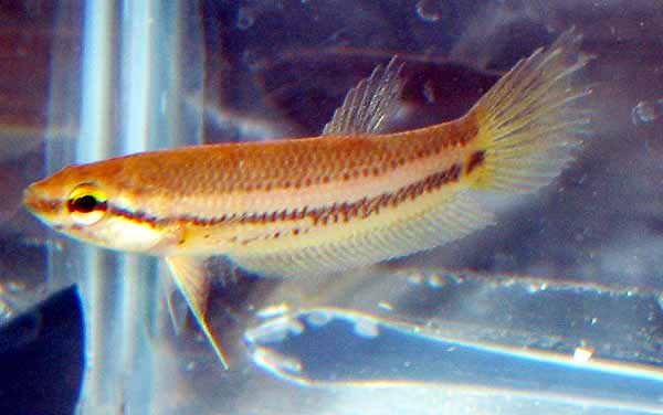 ID this fish.jpg