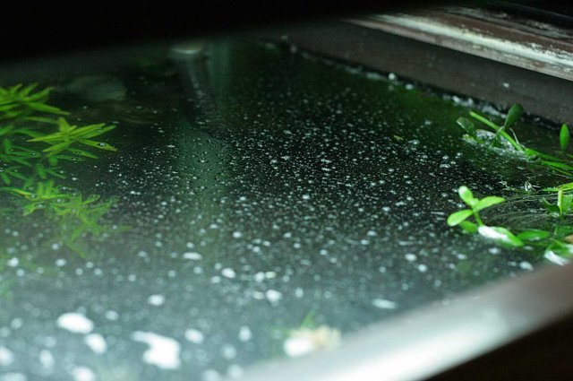 White Film On Top Of The Water Aquariacentral Com