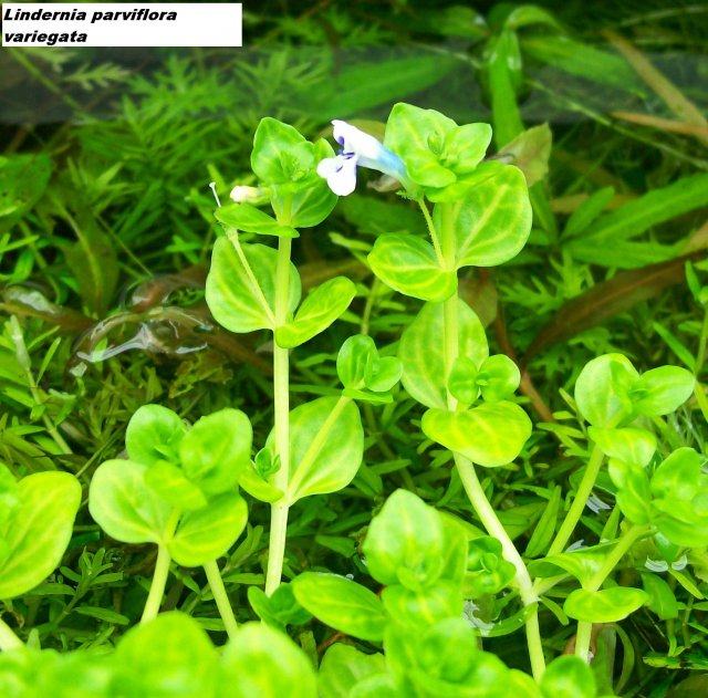 Lindernia parviflora variegata 013.jpg