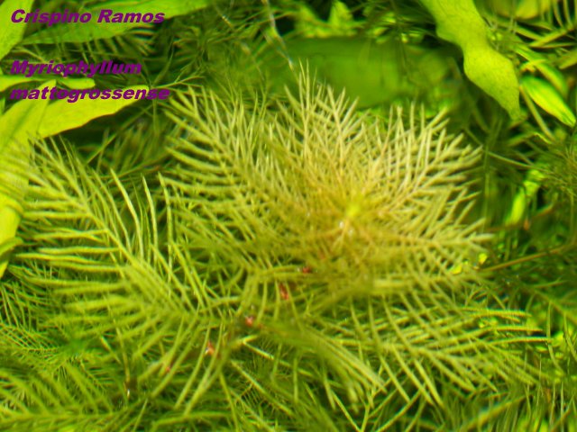 Myriophyllum mattogrossense.jpg