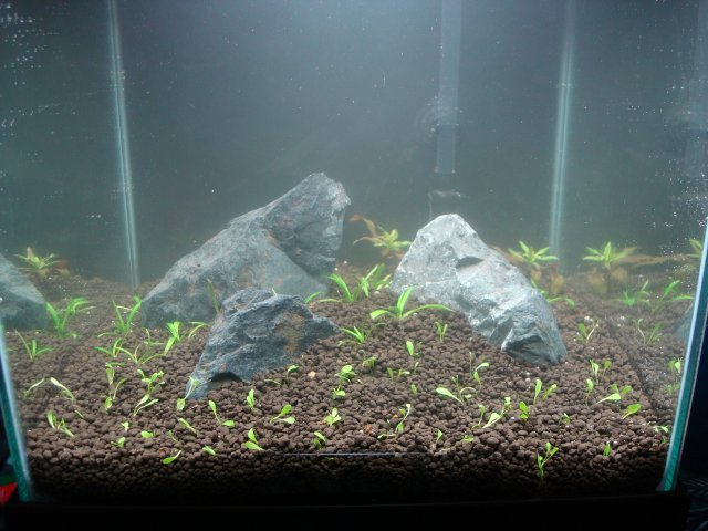 03-27-10 planted.jpg