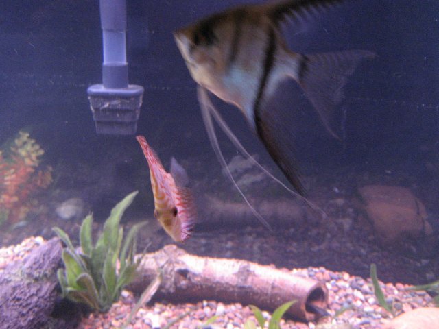 IMG_0516.JPG