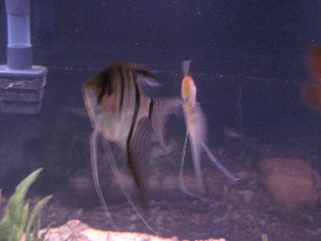 IMG_0518.JPG