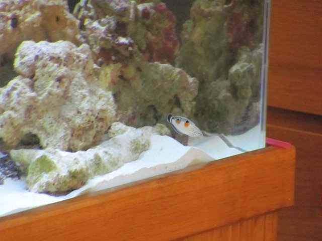 40g wrasse 01.JPG
