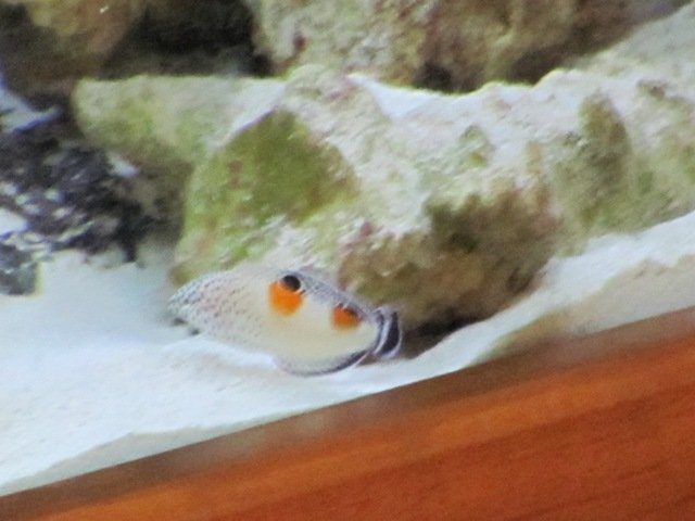 40g wrasse 02.JPG