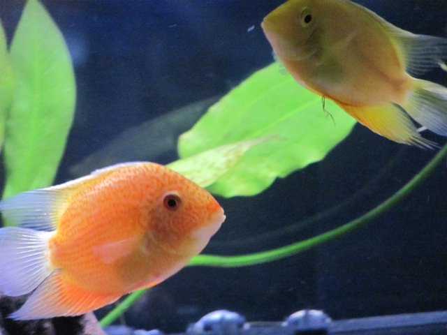 60g sevs 01.JPG 60g sevs 01.JPG