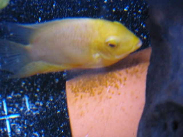 60g sevs 02.JPG 60g sevs 02.JPG