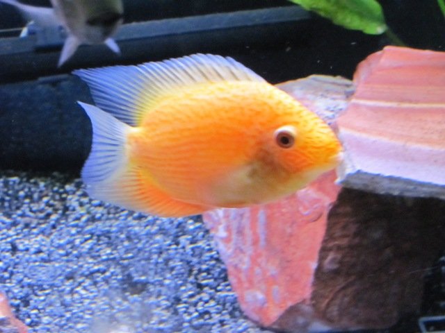 60g sevs 03.JPG 60g sevs 03.JPG