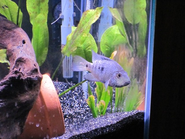 60g texas.JPG 60g texas.JPG