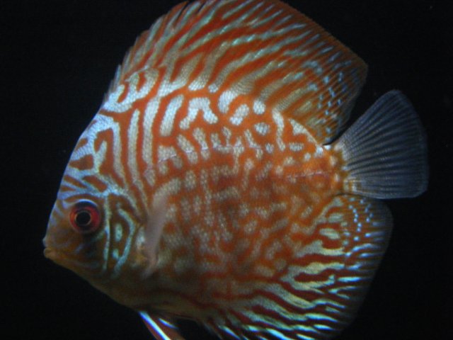 DSCF0980.JPG