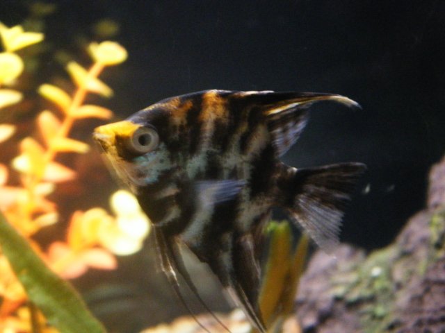 DSCF0981.JPG