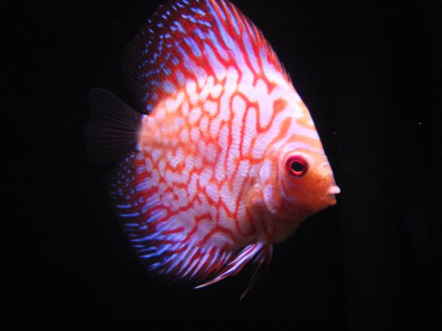 DSCF0994.JPG