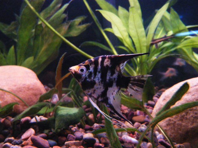 DSCF1011.JPG