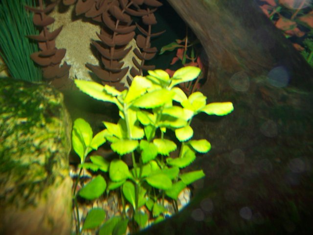 100_3036.JPG