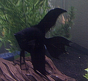 DoubleDark03.jpg