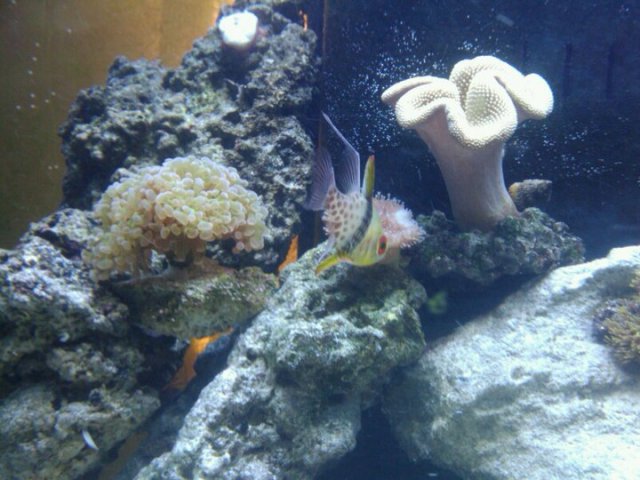coral2.jpg