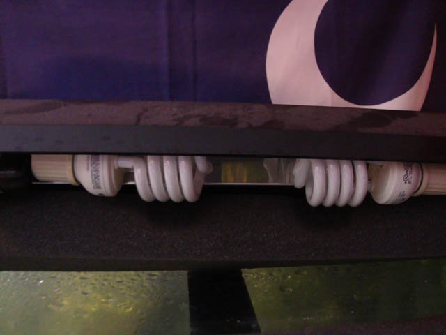 DSC01124.JPG