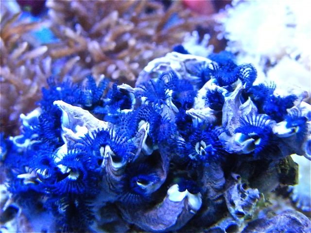 DSCF4517.jpg