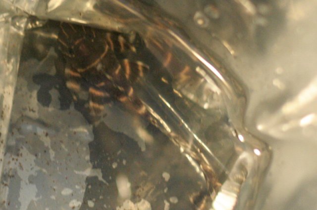 _MG_3710_sm.jpg _MG_3710_sm.jpg