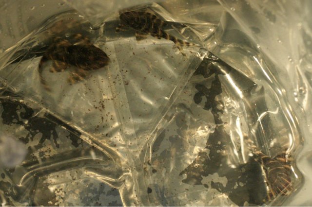 _MG_3711_sm.jpg _MG_3711_sm.jpg