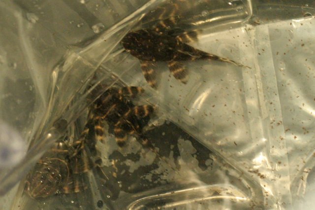 _MG_3713_sm.jpg _MG_3713_sm.jpg