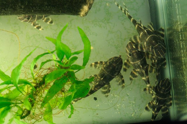 _MG_3718_sm.jpg _MG_3718_sm.jpg