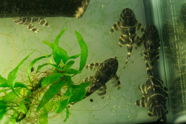 _MG_3719_sm.jpg _MG_3719_sm.jpg