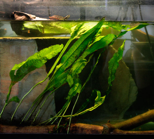 tankshot.jpg tankshot.jpg