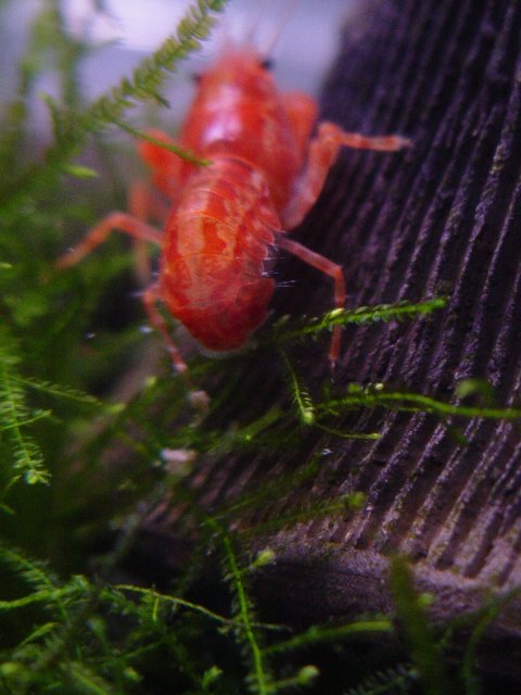 Crayfish-CPO 191.jpg