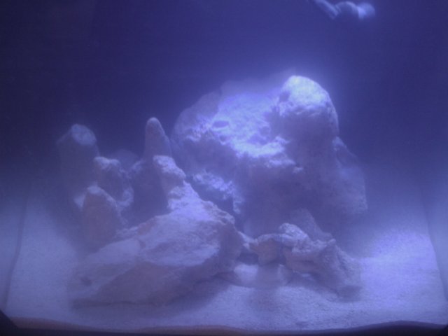 Phone Pictures 005.jpg