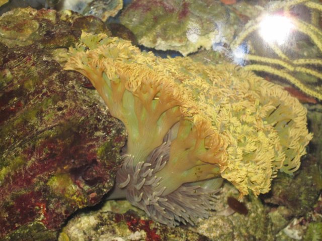 IMG_pseudotentacles anemone 1.jpg